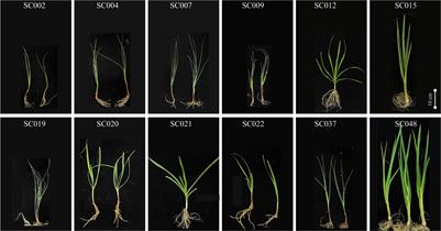 Biological features and quality comprehensive analysis of twelve germplasm resources of the genus Allium from Tibet